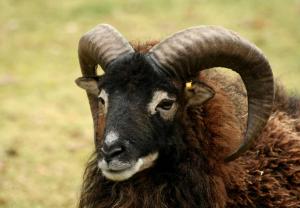 Mouton de Soay